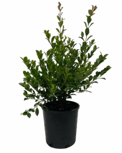 Syzygium Australe Resilience