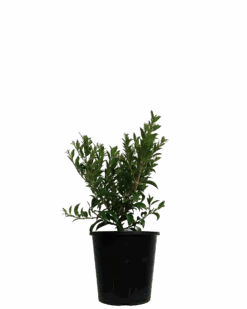 Syzygium Bush Christmas