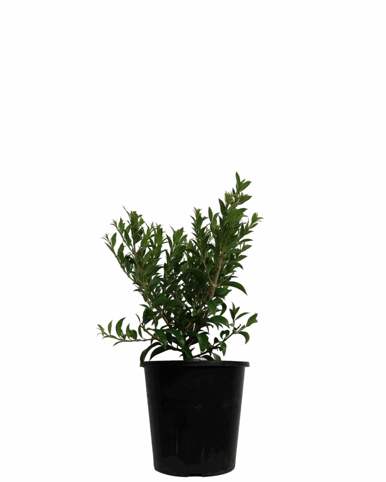 Syzygium Bush Christmas 1 Syzygium Bush Christmas