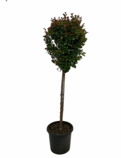 Lilly Pilly - Syzygium Cherry Bomb Standard