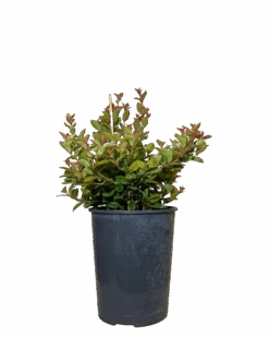 Syzygium Orange Twist