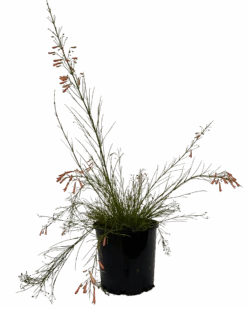 Firecracker Plant - Tangerine Falls