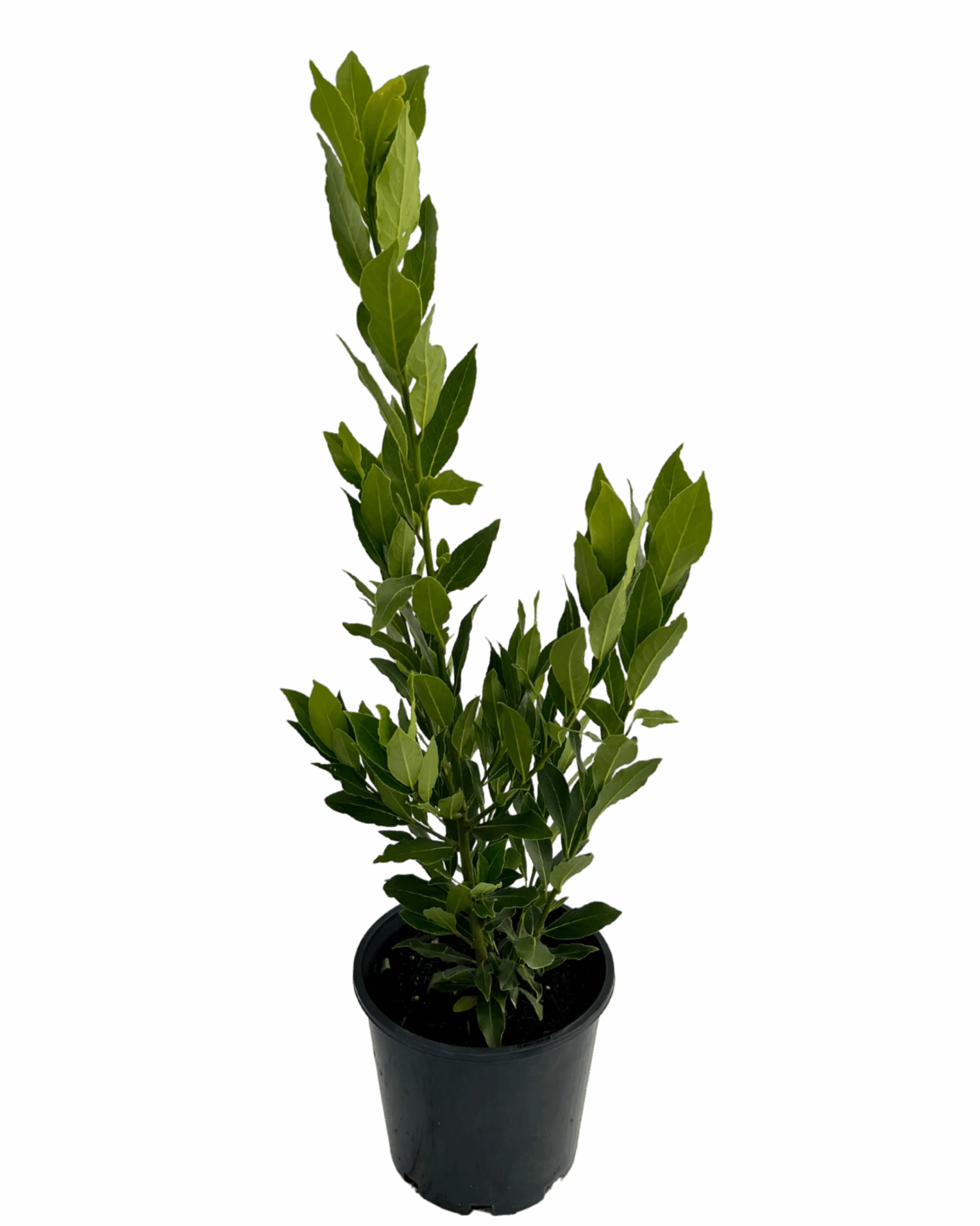 Bay Tree - Laurus Nobilis Miles Choice 2 Bay Tree - Laurus Nobilis Miles Choice - Image 2