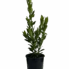 Bay Tree - Laurus Nobilis Miles Choice