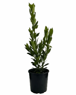 Bay Tree - Laurus Nobilis Miles Choice