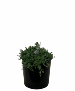 Creeping Thyme - Thymus Annie Hall