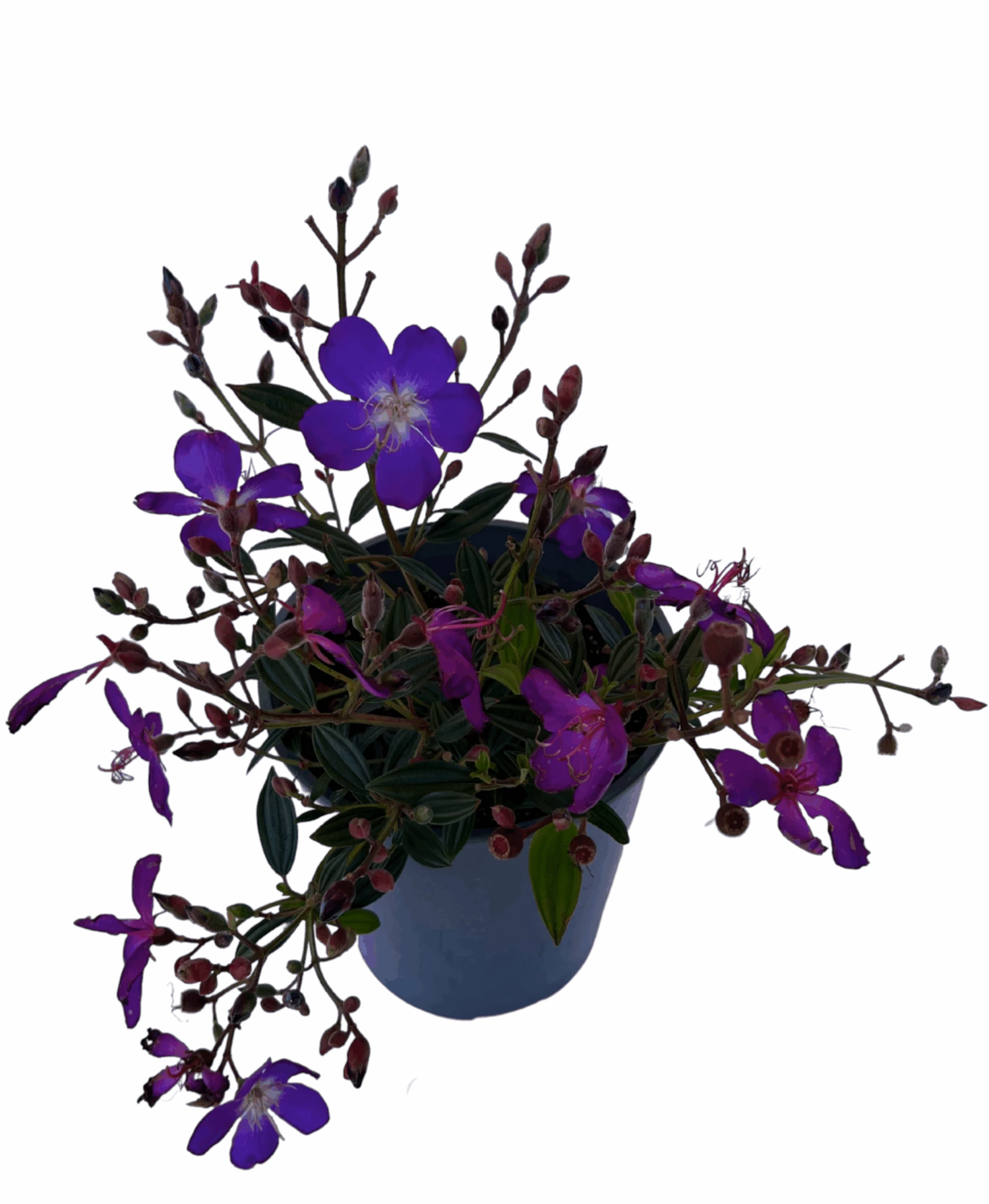 Glory Bush - Tibouchina Carol Lynne 2 Glory Bush - Tibouchina Carol Lynne - Image 2