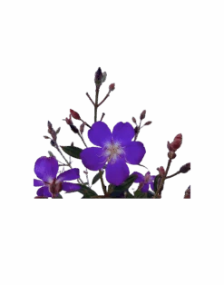 Glory Bush - Tibouchina Carol Lynne 5 Glory Bush - Tibouchina Carol Lynne -Waldecks Store TibouchinacarolLynneFlower