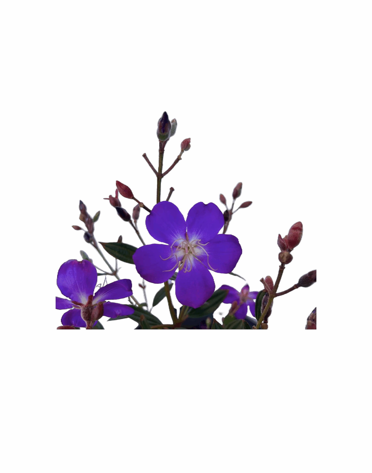 Glory Bush - Tibouchina Carol Lynne 3 Glory Bush - Tibouchina Carol Lynne - Image 3