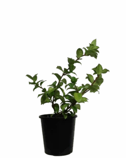 Star Jasmine - Trachelospermum Flat Mat