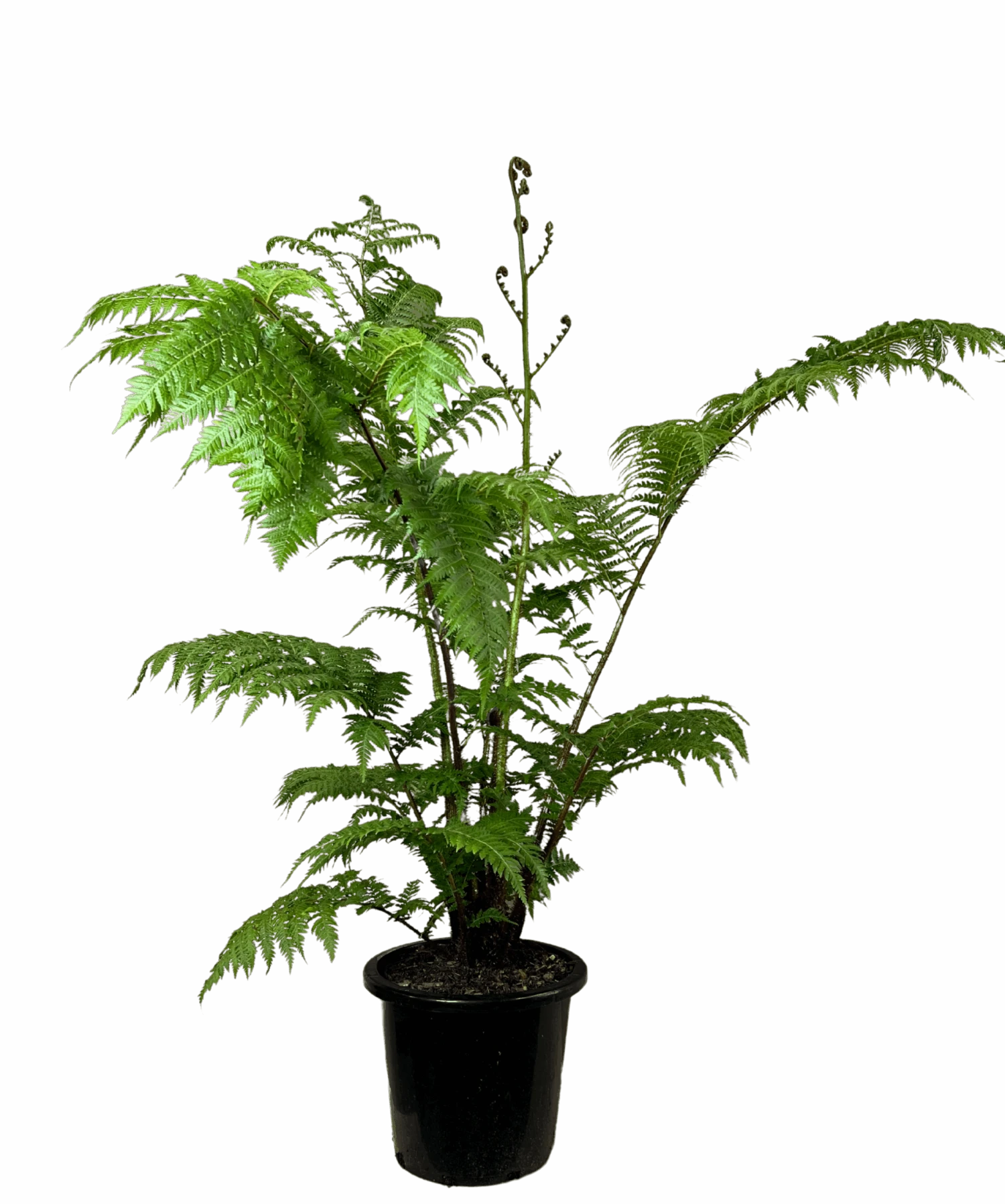 Australian Tree Fern - Cyathea Cooperii 2 Australian Tree Fern - Cyathea Cooperii - Image 2