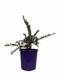 Grevillea Tuckertime Fruit Box