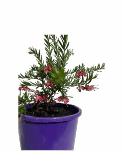 Grevillea Tuckertime Fruit Box -Waldecks Store TuckertimeFruitboxflowers