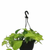 Epipremnum Goldilocks Hanging Basket