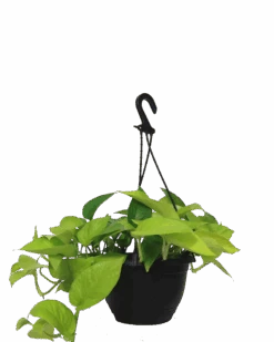Epipremnum Goldilocks Hanging Basket