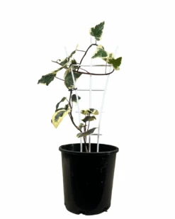 Hedera Canariensis Var