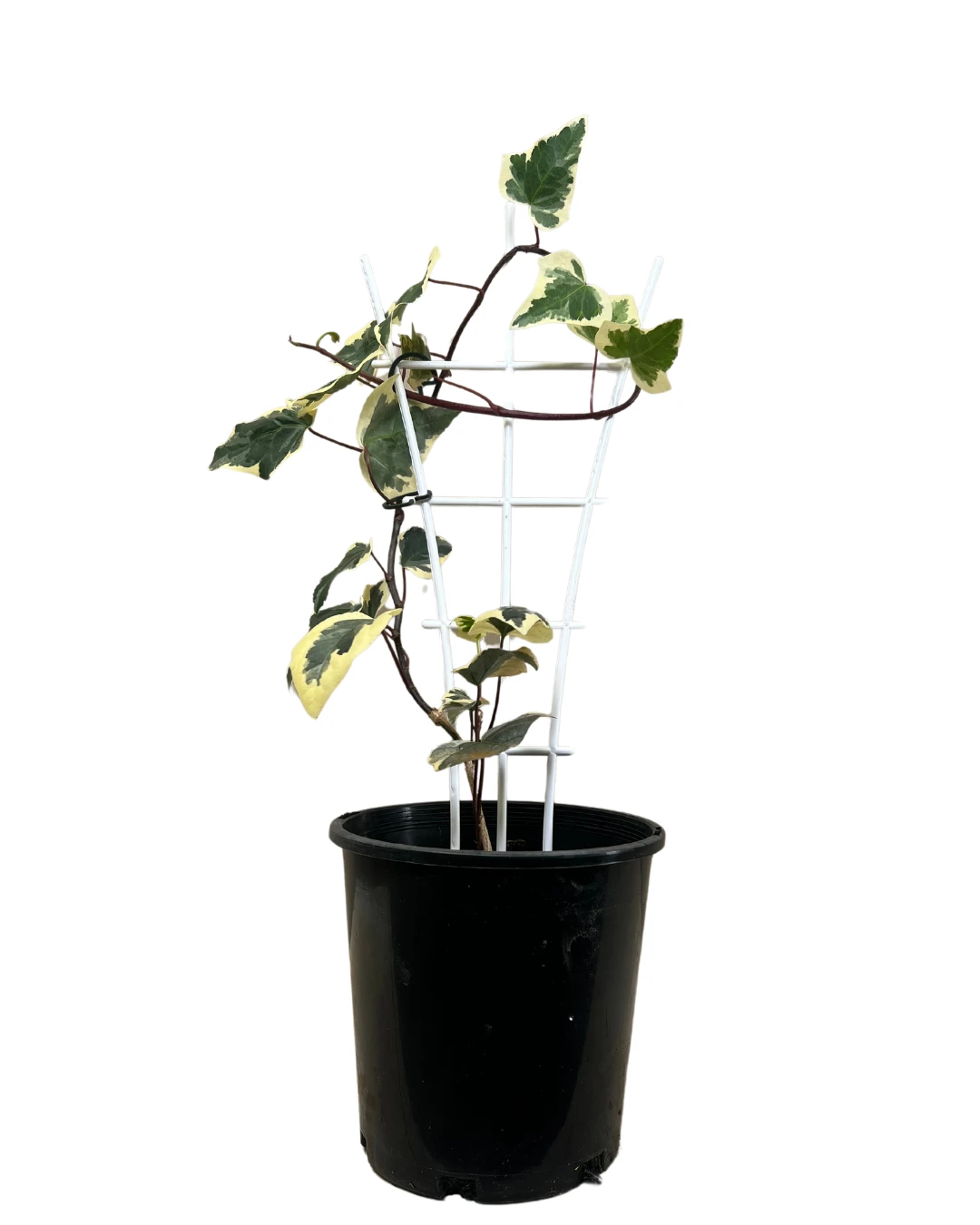 Hedera Canariensis Var 1 Hedera Canariensis Var