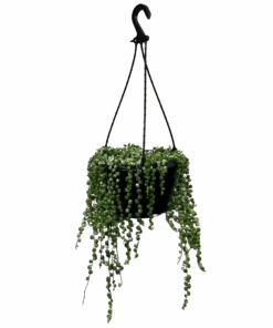 String Of Pearls Variegated - Hanging Bakset