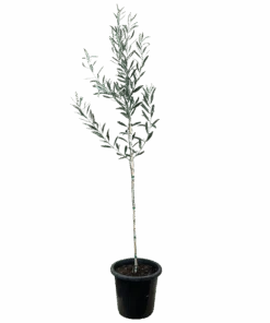 Olive - Olea Verdale