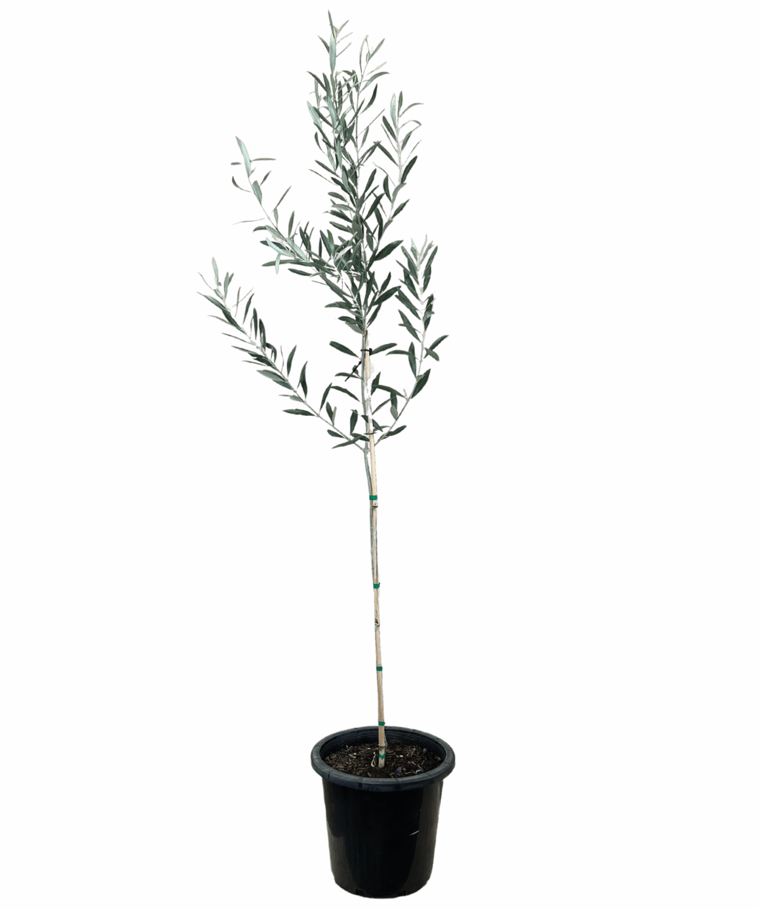 Olive - Olea Verdale 1 Olive - Olea Verdale