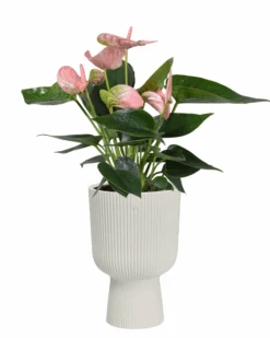 Elho Vibes Fold Coupe