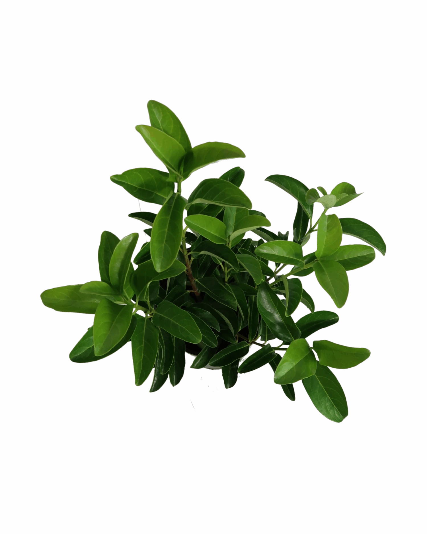 Viburnum Quick Fence 2 Viburnum Quick Fence - Image 2