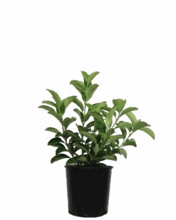 Viburnum Quick Fence