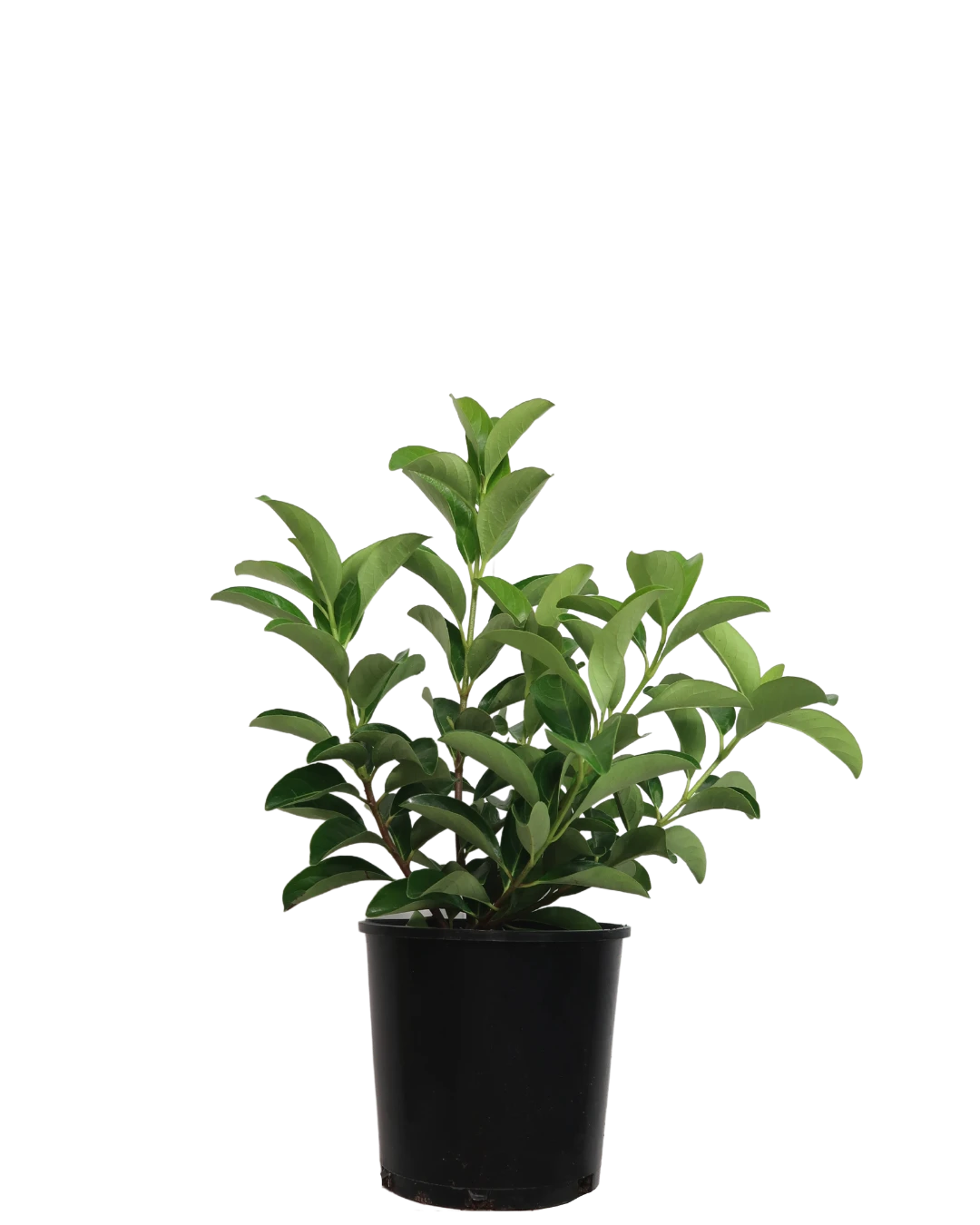 Viburnum Quick Fence 1 Viburnum Quick Fence