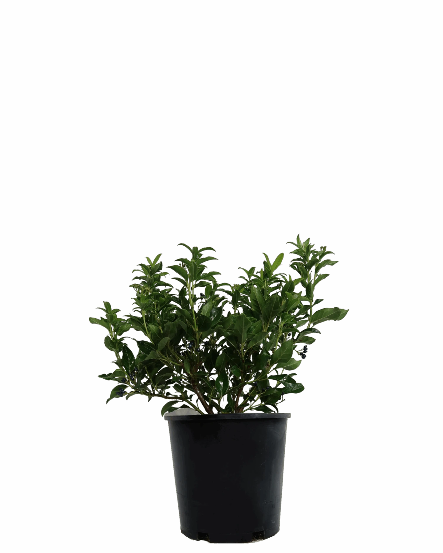 Viburnum Tinus 1 Viburnum Tinus