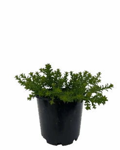 Waxflower - Philotheca Cascade Of Stars