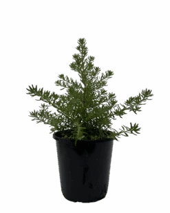 Westringia Low Horizon