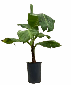 Banana - Musa William Cavendish