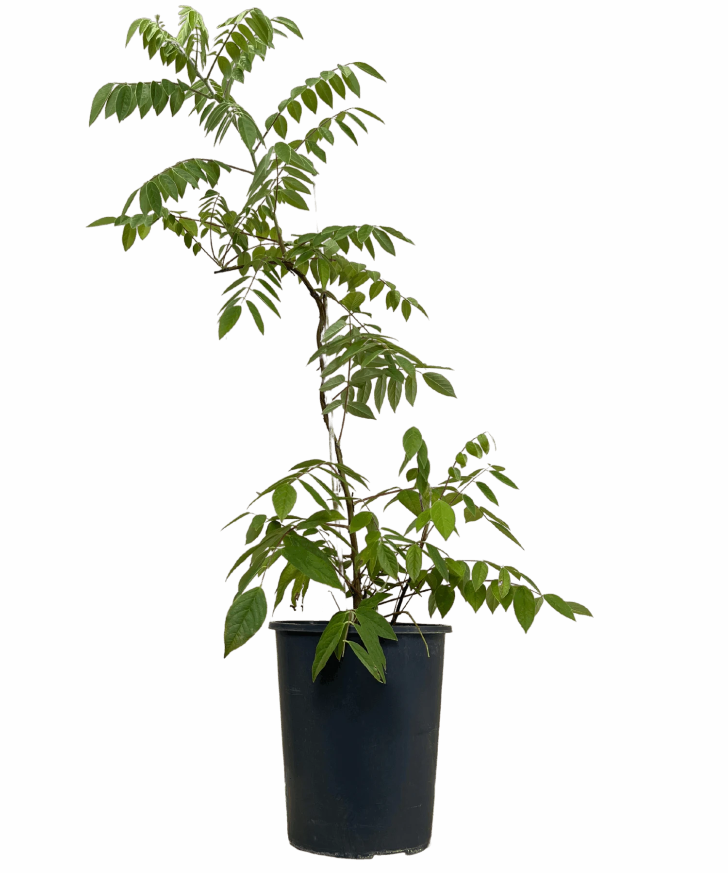 Wisteria Amethyst Falls 1 Wisteria Amethyst Falls