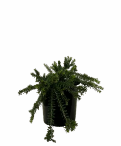 Grevillea Woolley Bear Hero