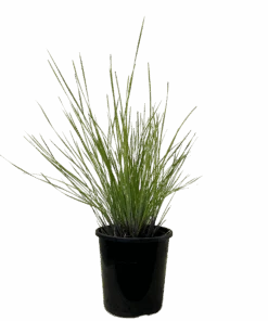 Lomandra Wingarra