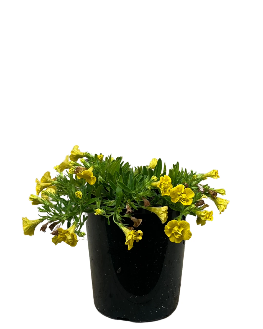 Calibrachoa Double Yellow 1 Calibrachoa Double Yellow