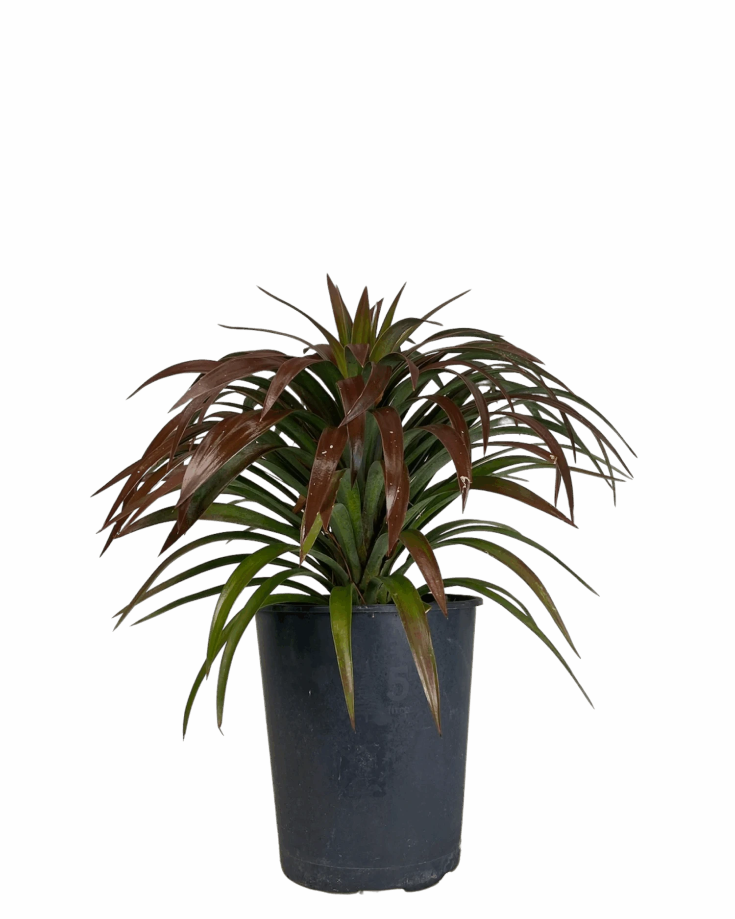 Yucca Desmetiana 1 Yucca Desmetiana