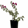 Bougainvillea Bambino Zuki