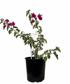 Bougainvillea Bambino Zuki