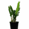 ZZ Plant - Zamioculcas Zamiifolia