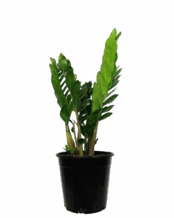 ZZ Plant - Zamioculcas Zamiifolia