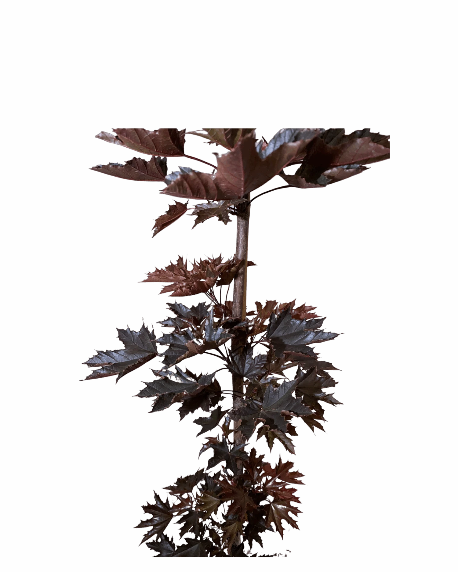 Acer Platanoides Crimson Sentry Maple 2 Acer Platanoides Crimson Sentry Maple - Image 2