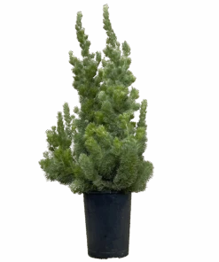 Adenanthos Sericea Select