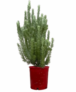 Adenanthos Sericeus Silver Silk