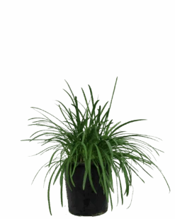 Agapanthus Peter Pan