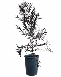 Agonis Flexuosa After Dark