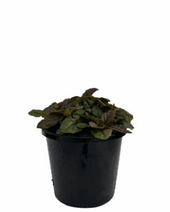 Ajuga Purpurea