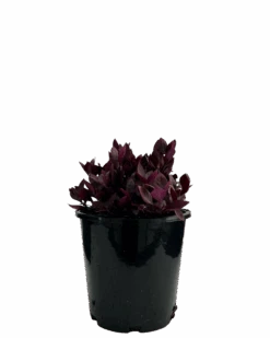 Alternanthera Little Ruby