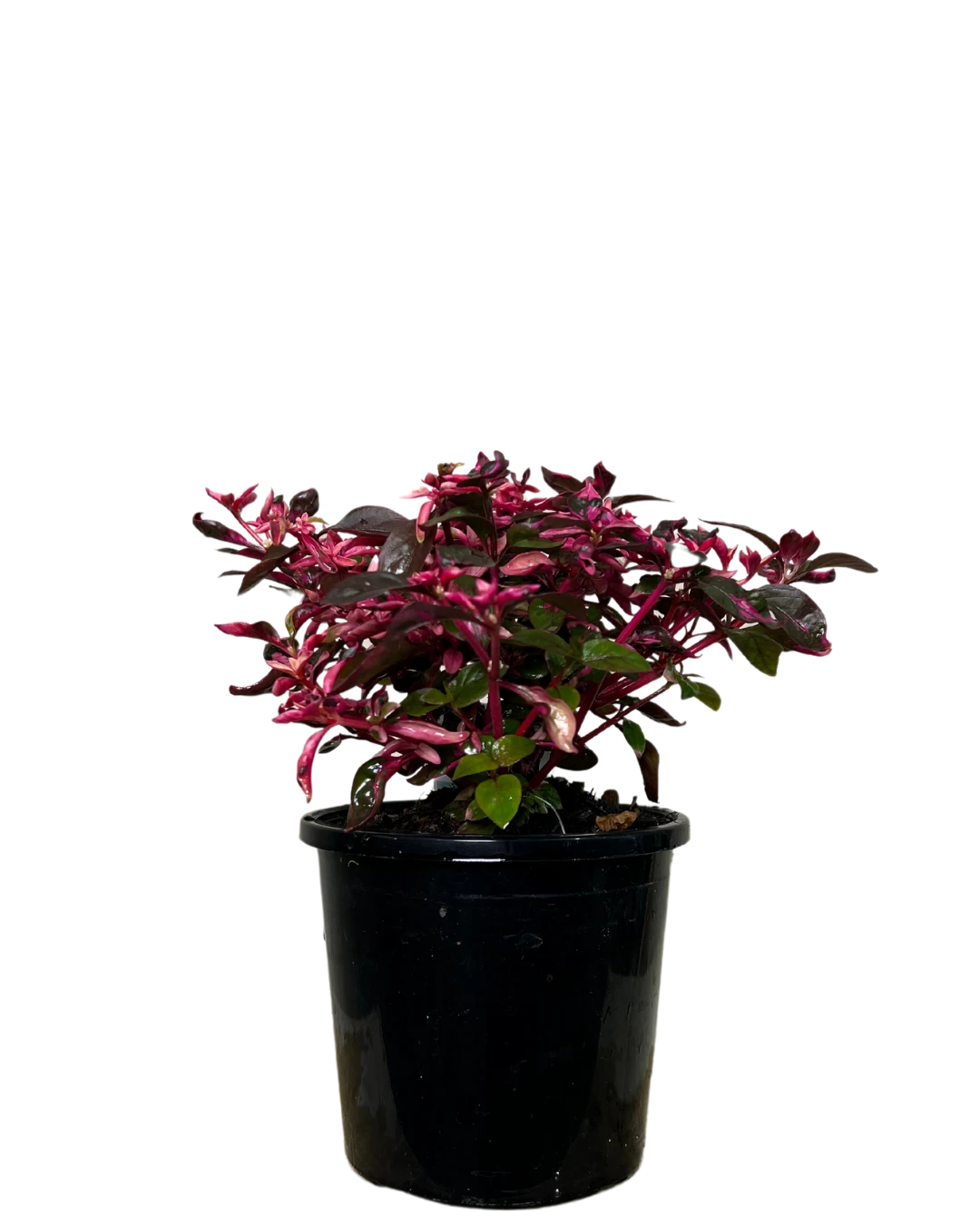 Alternanthera Purple Splash 1 Alternanthera Purple Splash