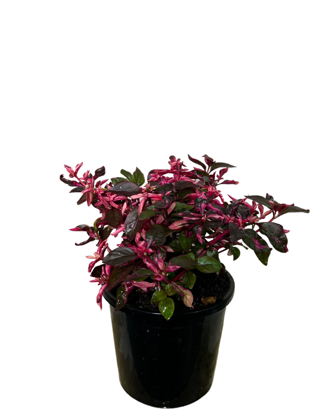 Alternanthera Purple Splash 2 Alternanthera Purple Splash - Image 2